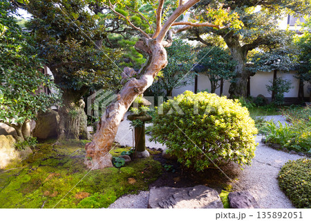 小泉八雲旧居の庭 小泉八雲旧居の庭 135892051