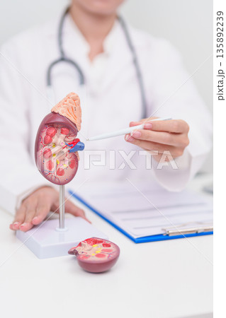 Elderly Patient consultation with doctor for Kidney disease, Urinary system and Stones, Cancer, world kidney day, Chronic kidney, Urology, Nephritis, Renal, Transplant and medical healthcare concept Elderly Patient consultation with doctor for Kidney disease, Urinary system and Stones, Cancer, world kidney day, Chronic kidney, Urology, Nephritis, Renal, Transplant and medical healthcare concept 135892239