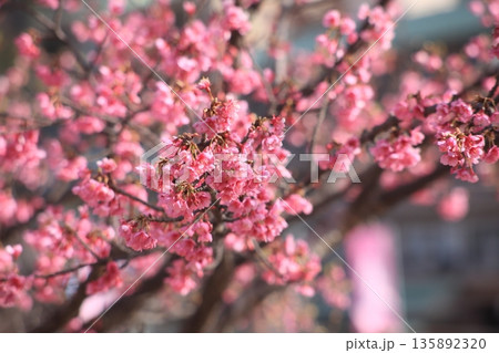 春の訪れを告げる一月に咲く土肥桜 135892320