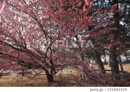 春の訪れを告げる一月に咲く土肥桜 135892324