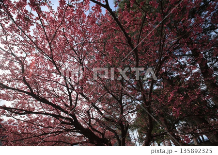 ピンク色の花が咲いています 135892325