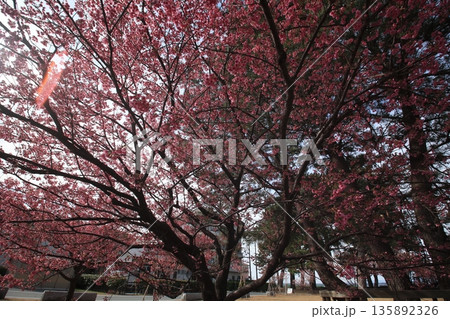 桜のある風景 桜のある風景 135892326