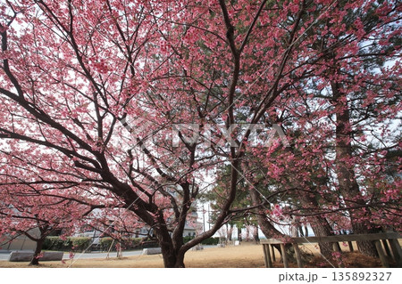 春の訪れを告げる一月に咲く土肥桜 135892327