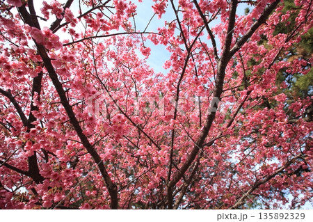 春の訪れを告げる一月に咲く土肥桜 135892329