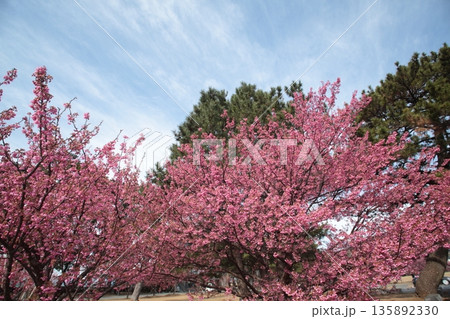 春の訪れを告げる一月に咲く土肥桜 135892330