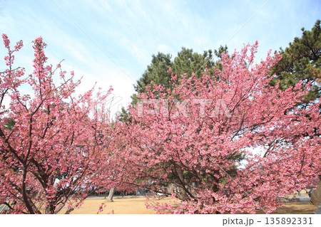 春の訪れを告げる一月に咲く土肥桜 135892331