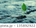 New plant sprouts from cracked soil under soft light in a barren landscape 135892922