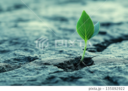 New plant sprouts from cracked soil under soft light in a barren landscape 135892922