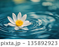 Delicate water lily blooming on a tranquil blue pond 135892923