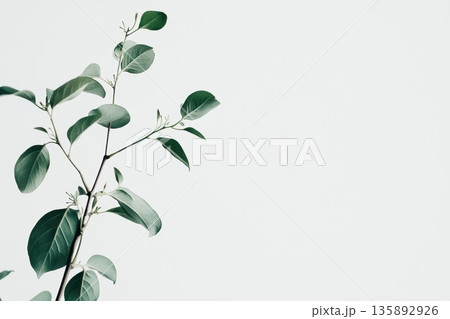 Green leaves gently reaching towards a light background in a calm setting 135892926
