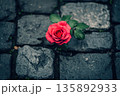 Rose blooms amidst cobblestones in a serene urban setting 135892933
