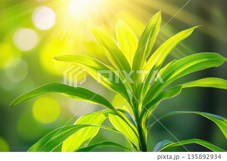 Sunlight filtering through lush green leaves in a vibrant garden 135892934
