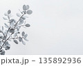 Silver foliage branch against a soft gray background creates a serene atmosphere 135892936