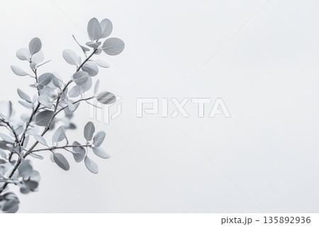 Silver foliage branch against a soft gray background creates a serene atmosphere 135892936