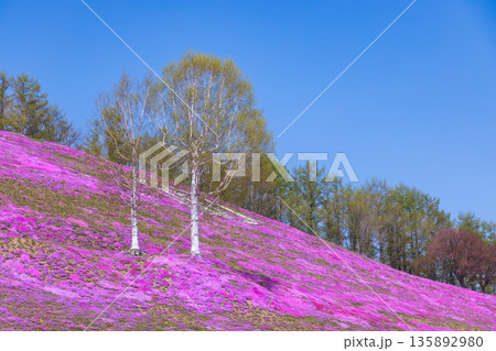 2025東藻琴の芝桜02 2025東藻琴の芝桜02 135892980