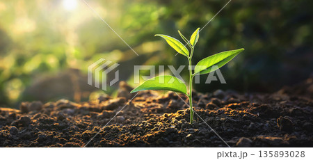 small green plant is growing in the dirt small green plant is growing in the dirt 135893028