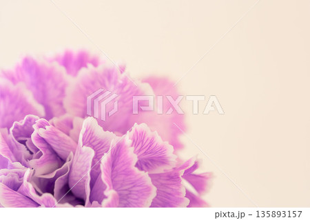 カーネーションの紫色の花をベージュ背景でアップ撮影02 135893157