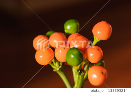 コニカルのオレンジ色の実が西日で輝く07 コニカルのオレンジ色の実が西日で輝く07 135893214