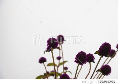 逆光のセンニチコウの紫の花を白背景で撮影02 逆光のセンニチコウの紫の花を白背景で撮影02 135893253