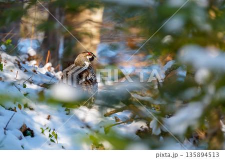 雪の中で餌を探すエゾライチョウ 135894513