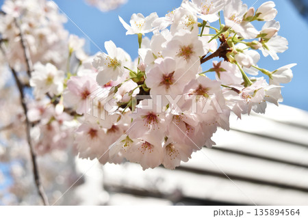 大阪市内の公園にて撮影した桜 大阪市内の公園にて撮影した桜 135894564