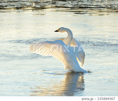 朝日に向かってはばたく白鳥 135894567