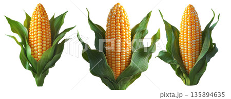 Corn cob with green leaves, isolated on white transparent background, concept of agriculture and healthy food 135894635