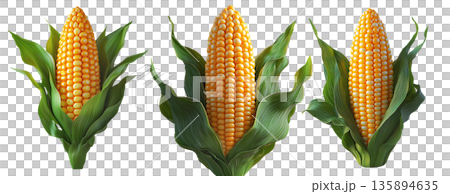 Corn cob with green leaves, isolated on white transparent background, concept of agriculture and healthy food 135894635