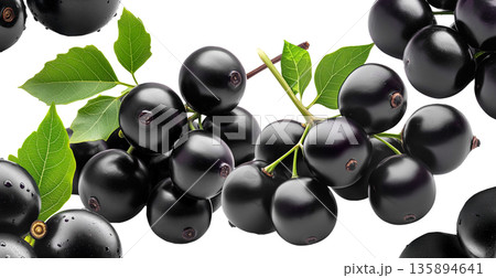 Ripe black nightshade berries with green leaves isolated on white background, concept of natural fruit and herbal medicine 135894641