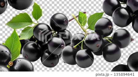 Ripe black nightshade berries with green leaves isolated on white background, concept of natural fruit and herbal medicine Ripe black nightshade berries with green leaves isolated on white background, concept of natural fruit and herbal medicine 135894641