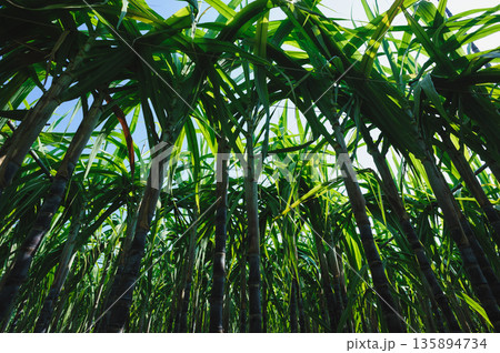 Sugarcane crops  grow in field 135894734