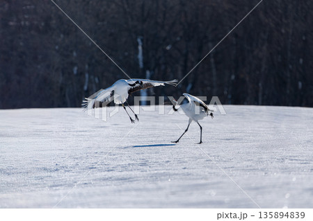 雪の中で踊る二羽のタンチョウ 雪の中で踊る二羽のタンチョウ 135894839