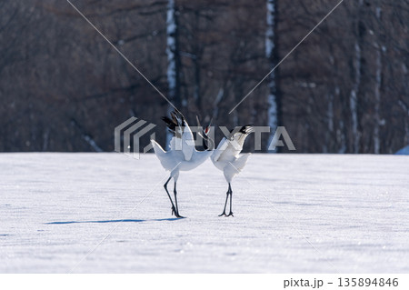 雪の中で踊るタンチョウのつがい 135894846
