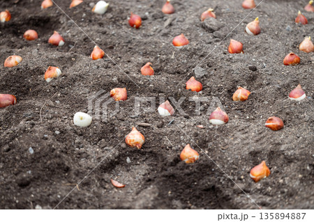 花壇に並べられた植え込み前のチューリップの球根 花壇に並べられた植え込み前のチューリップの球根 135894887