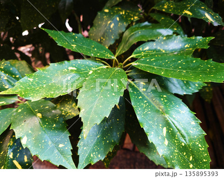アオキ(フイリアオキ:Aucuba japonica) アオキ(フイリアオキ:Aucuba japonica) 135895393