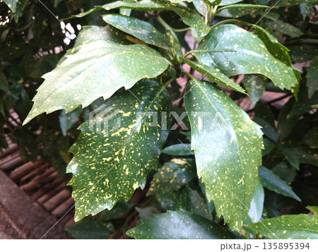 アオキ（フイリアオキ：Aucuba japonica） 135895394