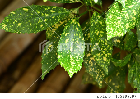 アオキ(フイリアオキ:Aucuba japonica) アオキ(フイリアオキ:Aucuba japonica) 135895397