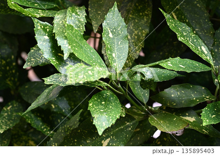 アオキ（フイリアオキ：Aucuba japonica） 135895403