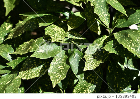 アオキ(フイリアオキ:Aucuba japonica) アオキ(フイリアオキ:Aucuba japonica) 135895405