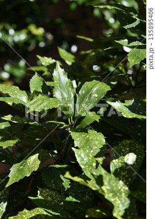 アオキ(フイリアオキ:Aucuba japonica) アオキ(フイリアオキ:Aucuba japonica) 135895406
