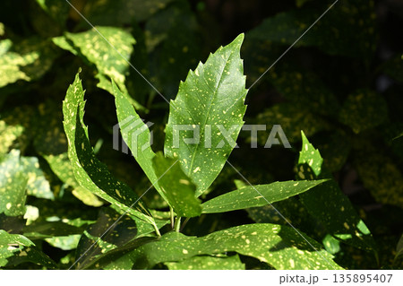 アオキ（フイリアオキ：Aucuba japonica） 135895407