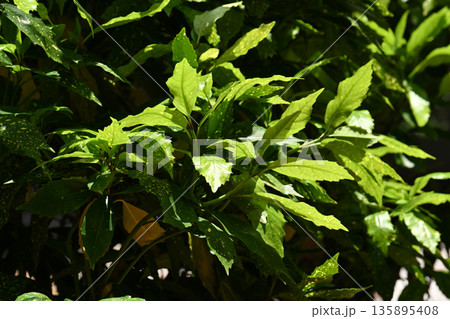 アオキ(フイリアオキ:Aucuba japonica) アオキ(フイリアオキ:Aucuba japonica) 135895408