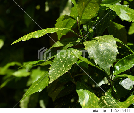 アオキ(フイリアオキ:Aucuba japonica) アオキ(フイリアオキ:Aucuba japonica) 135895411