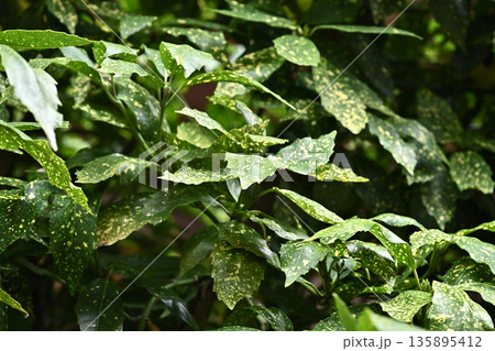 アオキ(フイリアオキ:Aucuba japonica) アオキ(フイリアオキ:Aucuba japonica) 135895412