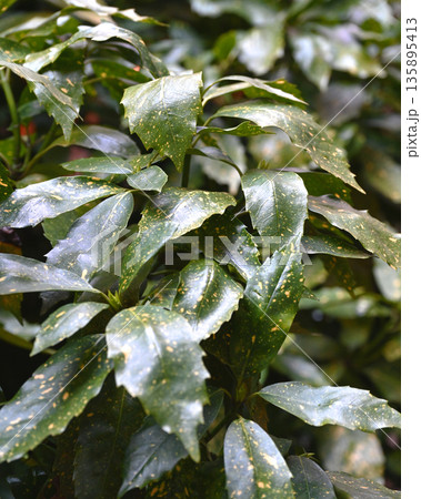 アオキ（フイリアオキ：Aucuba japonica） 135895413