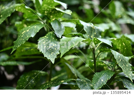 アオキ(フイリアオキ:Aucuba japonica) アオキ(フイリアオキ:Aucuba japonica) 135895414