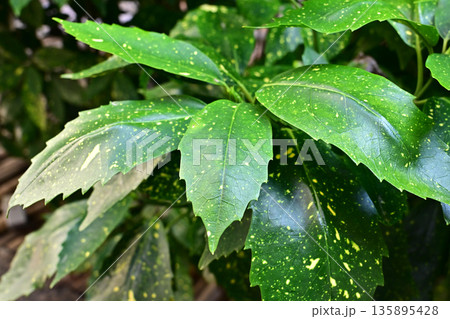 アオキ（フイリアオキ：Aucuba japonica） 135895428