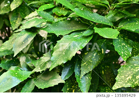 アオキ（フイリアオキ：Aucuba japonica） 135895429