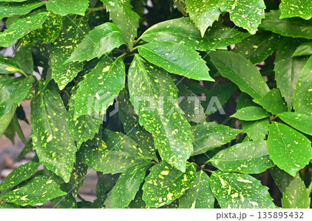 アオキ（フイリアオキ：Aucuba japonica） 135895432