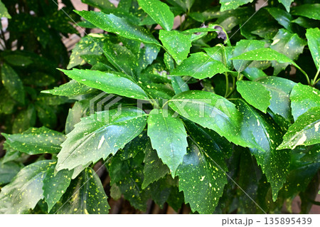 アオキ（フイリアオキ：Aucuba japonica） 135895439